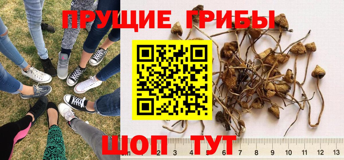 Галлюциногенные грибы прущие грибы Светлоград